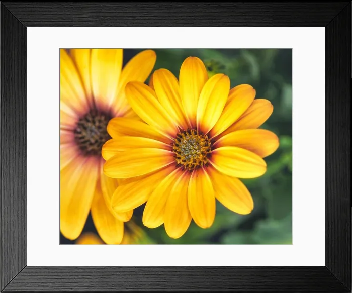 Framed Print : Fine art still life flower color macro image of a wide open blooming yellow african cape daisy / marguerite blossom Framed Print : Fine art still life flower color macro image of a wide open blooming yellow african cape daisy / marguerite blossom