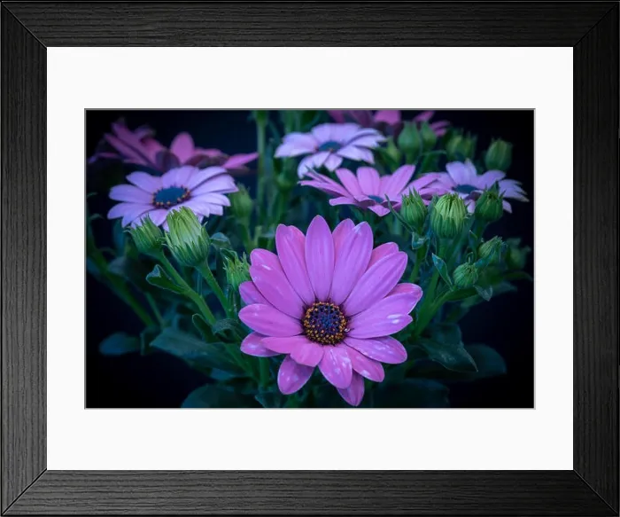 Framed Print : Fine art still life color flower macro image of a wide open blooming intense violet cape daisy / marguerite blossom Framed Print : Fine art still life color flower macro image of a wide open blooming intense violet cape daisy / marguerite blossom