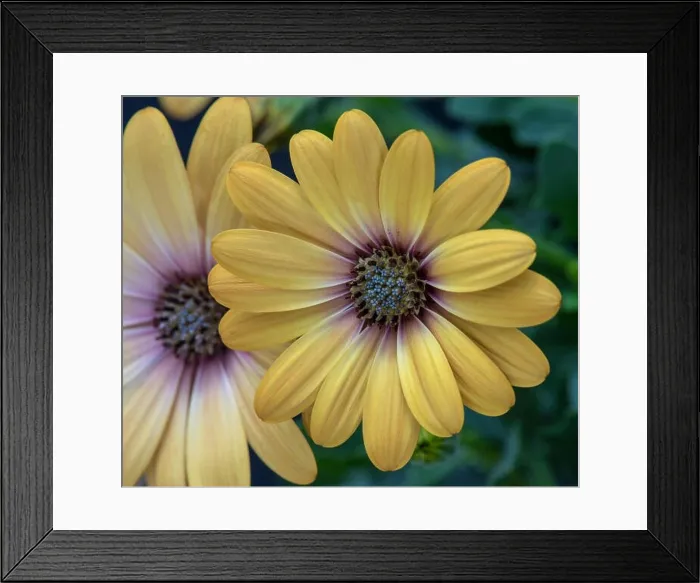 Framed Print : Fine art still life flower pastel color macro image of a wide open blooming yellow african cape daisy  /  marguerite