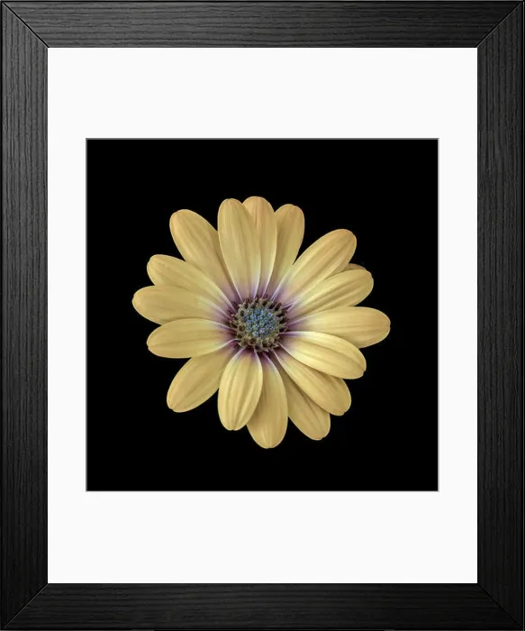 Framed Print : Fine art still life flower pastel colored macro image of a wide open blooming yellow african cape daisy / marguerite Framed Print : Fine art still life flower pastel colored macro image of a wide open blooming yellow african cape daisy / marguerite