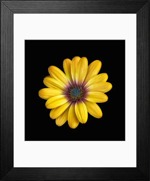 Framed Print : Fine art still life flower bright colorful macro image of a wide open blooming yellow african cape daisy / marguerite Framed Print : Fine art still life flower bright colorful macro image of a wide open blooming yellow african cape daisy / marguerite