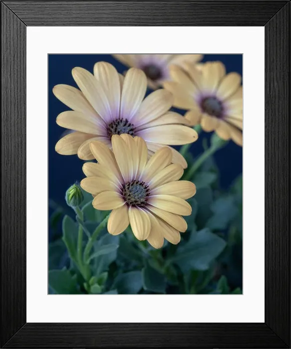 Framed Print : Fine art still life pastel color macro image of a wide open blooming light yellow african cape daisy / marguerite Framed Print : Fine art still life pastel color macro image of a wide open blooming light yellow african cape daisy / marguerite