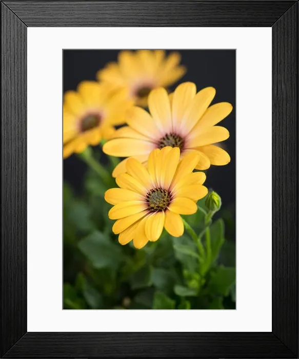 Framed Print : Fine art still life flower color macro image of a wide open blooming yellow african cape daisy / marguerite blossom Framed Print : Fine art still life flower color macro image of a wide open blooming yellow african cape daisy / marguerite blossom