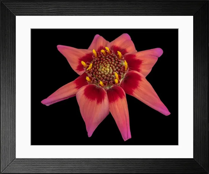 Framed Print : Fine art still life floral macro of a red isolated single wide open blooming dahlia blossom on black background Framed Print : Fine art still life floral macro of a red isolated single wide open blooming dahlia blossom on black background