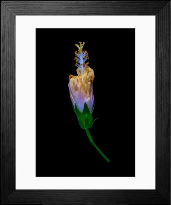 Framed Print : Floral color macro flower image of a fading single isolated blooming closed yellow hibiscus blossom with detailed Framed Print : Floral color macro flower image of a fading single isolated blooming closed yellow hibiscus blossom with detailed