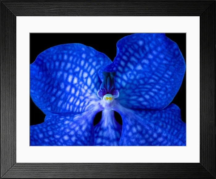 Framed Print : Fine art still life surrealistic floral color macro image of a single isolated bright blue orchid blossom on black Framed Print : Fine art still life surrealistic floral color macro image of a single isolated bright blue orchid blossom on black