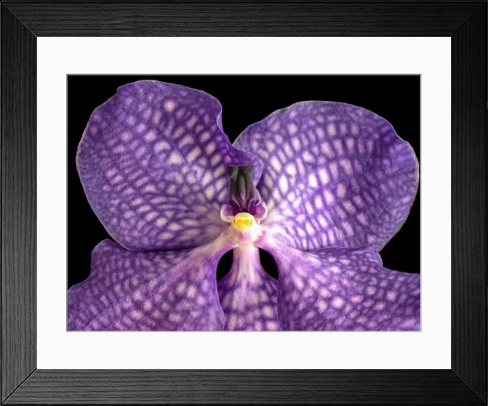 Framed Print : Fine art still life surrealistic floral color macro image of a single isolated violet orchid blossom on black background Framed Print : Fine art still life surrealistic floral color macro image of a single isolated violet orchid blossom on black background