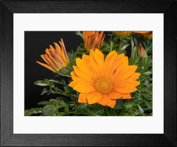 Framed Print : Fine art still life color flower macro photography of a blooming wide open orange delosperma blossom on natural