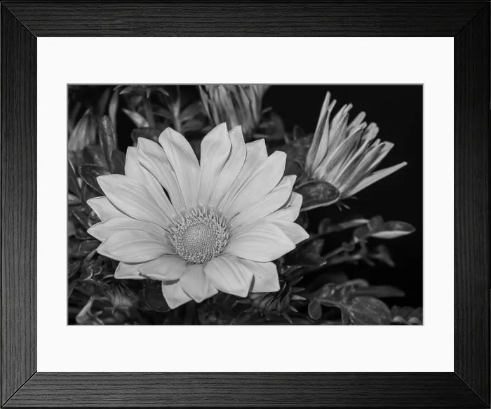 Framed Print : Vintage fine art still life monochrome flower macro photography of a blooming wide open delosperma blossom on natural Framed Print : Vintage fine art still life monochrome flower macro photography of a blooming wide open delosperma blossom on natural