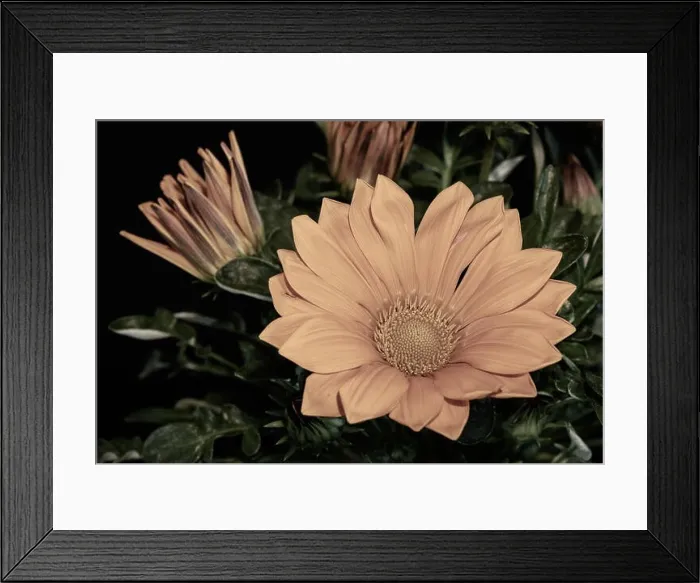 Framed Print : Vintage fine art still life color flower macro photography of a blooming wide open delosperma blossom on natural Framed Print : Vintage fine art still life color flower macro photography of a blooming wide open delosperma blossom on natural