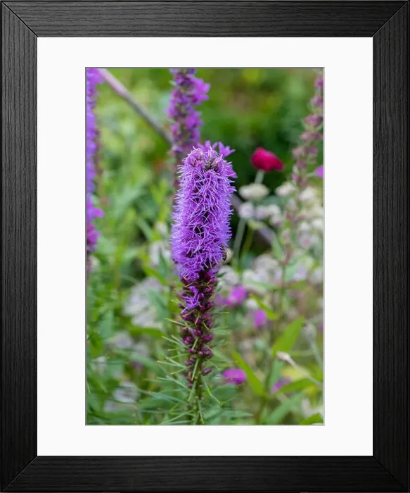 Framed Print : Color outdoor nature image of a single violet liatris / blazing star blossom on natural garden meadow background taken Framed Print : Color outdoor nature image of a single violet liatris / blazing star blossom on natural garden meadow background taken