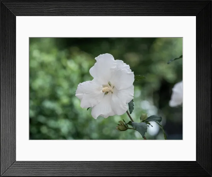 Framed Print : Color outdoor natural floral close up image of a white hibiscus blossom on a bush taken on a sunny day in summer with Framed Print : Color outdoor natural floral close up image of a white hibiscus blossom on a bush taken on a sunny day in summer with