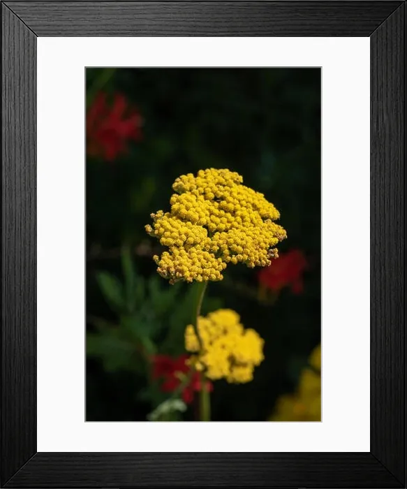 Framed Print : Color outdoor macro image of a single isolated blooming yellow yarrow / milfoil plant taken on a bright sunny summer Framed Print : Color outdoor macro image of a single isolated blooming yellow yarrow / milfoil plant taken on a bright sunny summer