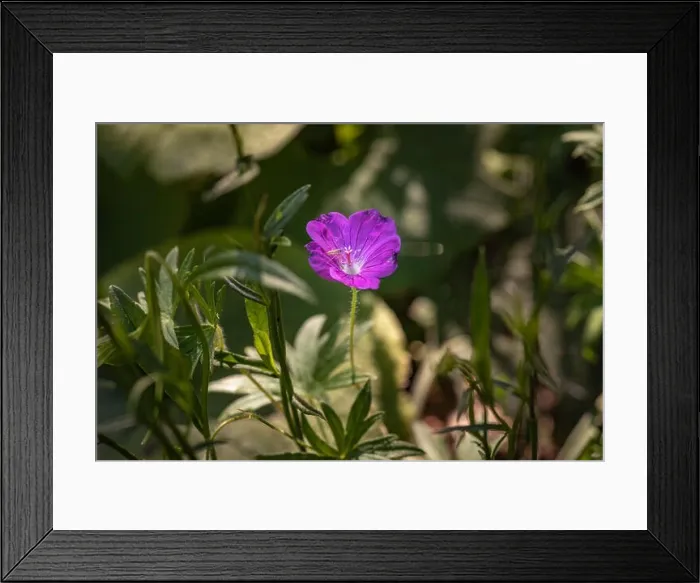 Framed Print : Color outdoor floral image of a single isolated wide open violet red blooming male geranium / cranesbill flower with Framed Print : Color outdoor floral image of a single isolated wide open violet red blooming male geranium / cranesbill flower with