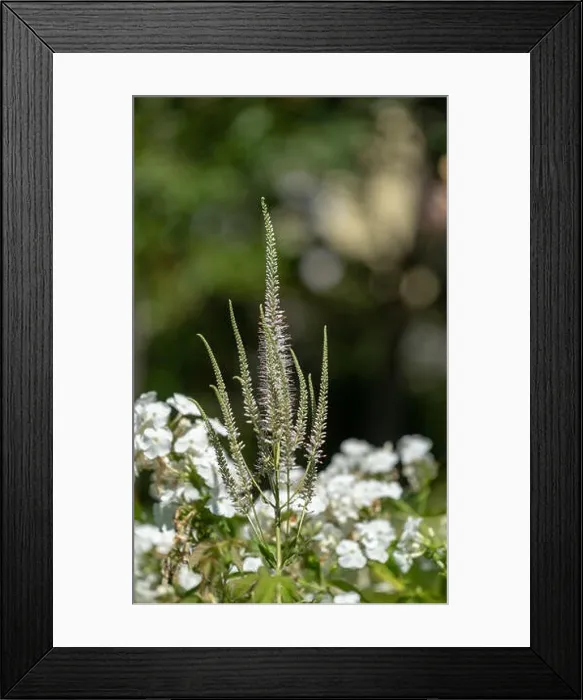 Framed Print : Color outdoor macro of a blooming branch of a green white bowman's root / culverphysic / culver's physic / culver's root Framed Print : Color outdoor macro of a blooming branch of a green white bowman's root / culverphysic / culver's physic / culver's root