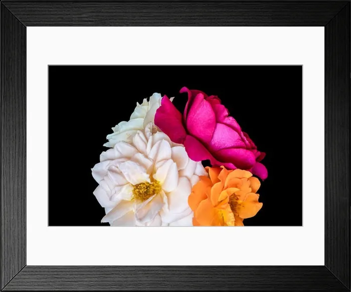 Framed Print : Floral color still life fine art macro flower image of a bouquet of three blooming red Framed Print : Floral color still life fine art macro flower image of a bouquet of three blooming red