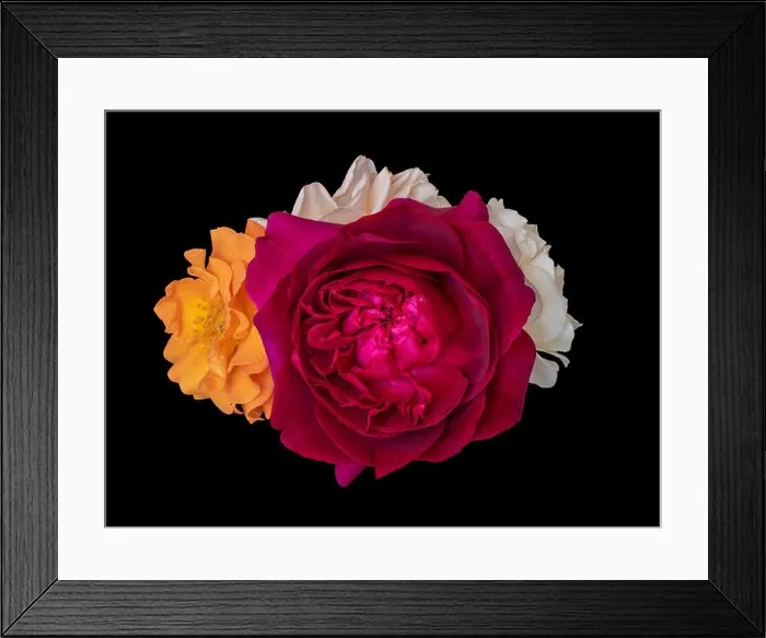 Framed Print : Floral color still life fine art macro flower image of a bouquet of three blooming red Framed Print : Floral color still life fine art macro flower image of a bouquet of three blooming red