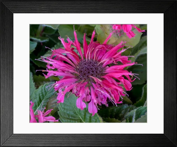 Framed Print : Natural color macro of a single scarlet red blossom of a monarda didyma / crimson beebalm / scarlet beebalm / scarlet Framed Print : Natural color macro of a single scarlet red blossom of a monarda didyma / crimson beebalm / scarlet beebalm / scarlet