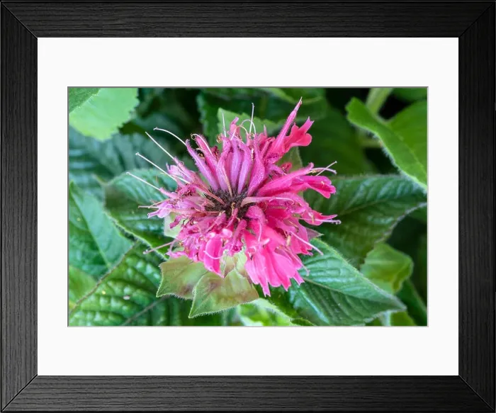 Framed Print : Natural color macro of a single scarlet red blossom of a monarda didyma / crimson beebalm / scarlet beebalm / scarlet Framed Print : Natural color macro of a single scarlet red blossom of a monarda didyma / crimson beebalm / scarlet beebalm / scarlet