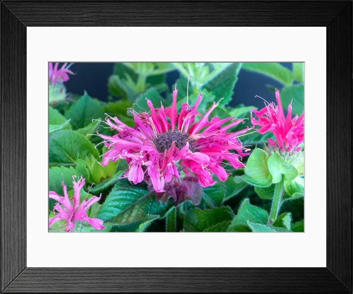 Framed Print : Fine art color macro of a single red pink blossom of a monarda didyma / crimson beebalm / scarlet beebalm / scarlet monarda Framed Print : Fine art color macro of a single red pink blossom of a monarda didyma / crimson beebalm / scarlet beebalm / scarlet monarda