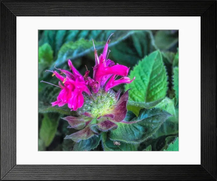 Framed Print : Fine art surrealistic color macro of a single red pink yellow green blossom of a monarda didyma / crimson beebalm / scarlet Framed Print : Fine art surrealistic color macro of a single red pink yellow green blossom of a monarda didyma / crimson beebalm / scarlet
