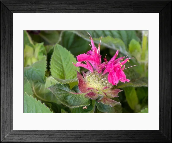 Framed Print : Floral color macro of a single red pink yellow green blossom of a monarda didyma / crimson beebalm / scarlet Framed Print : Floral color macro of a single red pink yellow green blossom of a monarda didyma / crimson beebalm / scarlet