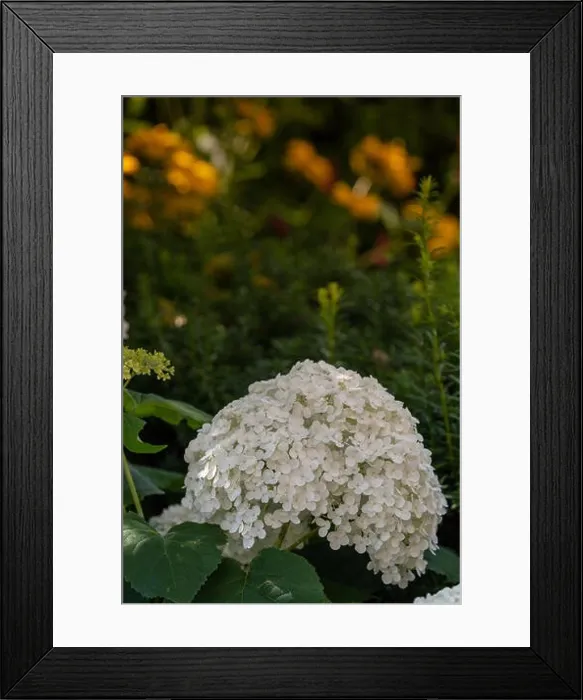 Framed Print : Color outdoor floral macro of a flowering white hydrangea / hortensia with large lush blossom taken on a bright sunny Framed Print : Color outdoor floral macro of a flowering white hydrangea / hortensia with large lush blossom taken on a bright sunny