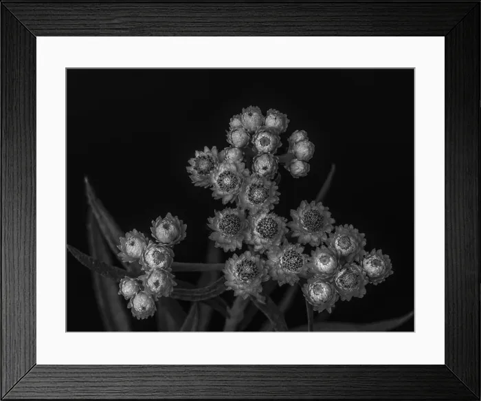 Framed Print : Fine art still life low key monochrome black Framed Print : Fine art still life low key monochrome black