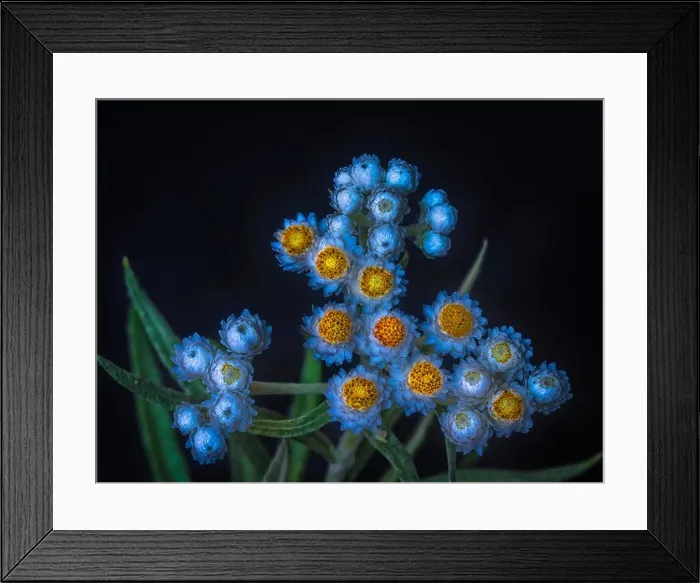 Framed Print : Surrealistic fine art still life fantasy color macro of a single isolated white yellow yarrow / daisy stem with many Framed Print : Surrealistic fine art still life fantasy color macro of a single isolated white yellow yarrow / daisy stem with many
