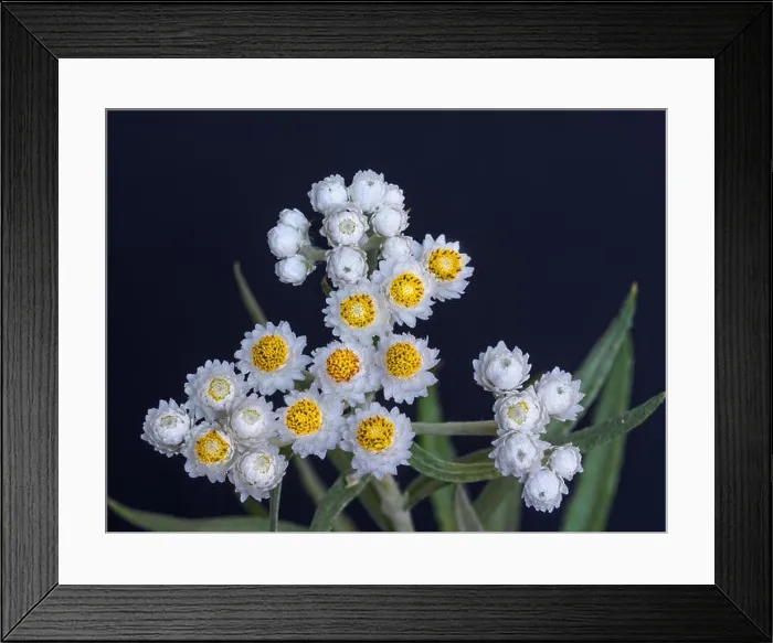 Framed Print : Fine art still life high contrast color macro image of a single isolated white yellow yarrow / daisy stem with many Framed Print : Fine art still life high contrast color macro image of a single isolated white yellow yarrow / daisy stem with many