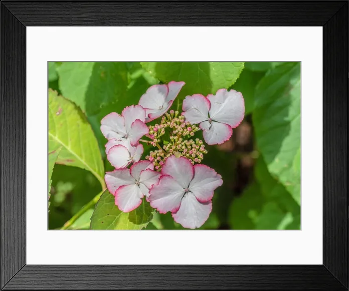 Framed Print : Color outdoor floral macro of a Color outdoor floral macro of a flowering pink white hydrangea  /  hortensia blossom with