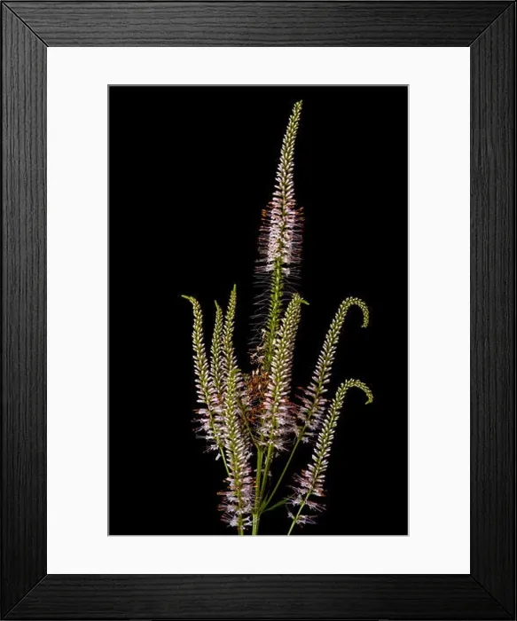 Framed Print : Fine art still life color macro of a blooming branch of a green white bowman's root / culverphysic / culver's Framed Print : Fine art still life color macro of a blooming branch of a green white bowman's root / culverphysic / culver's