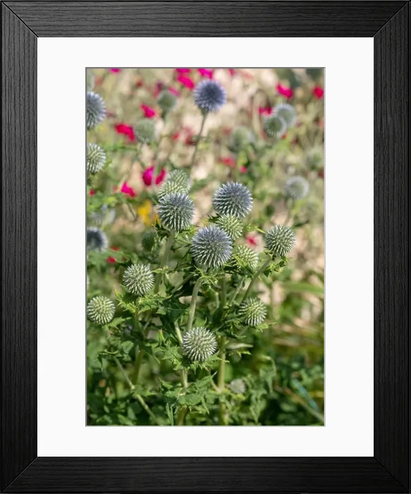 Framed Print : Colorful floral natural outdoor close up of globe thistles with a field / meadow as natural blurred background on a Framed Print : Colorful floral natural outdoor close up of globe thistles with a field / meadow as natural blurred background on a