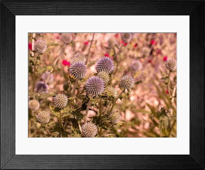 Framed Print : Colorful floral outdoor close up of globe thistles with a field / meadow as natural blurred background on a bright hot Framed Print : Colorful floral outdoor close up of globe thistles with a field / meadow as natural blurred background on a bright hot