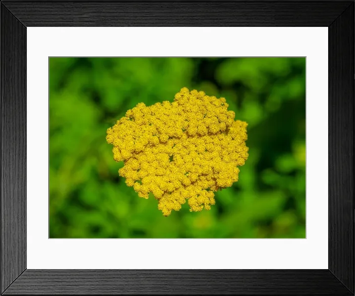 Framed Print : Color outdoor macro image of a single isolated blooming yellow yarrow / milfoil plant taken on a bright sunny summer Framed Print : Color outdoor macro image of a single isolated blooming yellow yarrow / milfoil plant taken on a bright sunny summer
