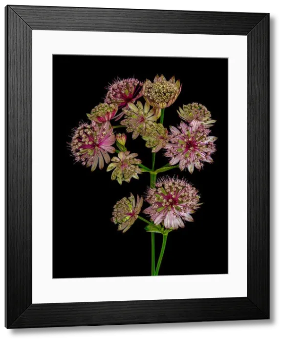 Framed Print : Fine art still life floral color macro of a single isolated flowering stem of astrantia blossoms on black background Framed Print : Fine art still life floral color macro of a single isolated flowering stem of astrantia blossoms on black background