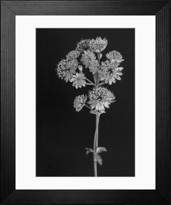 Framed Print : Fine art still life floral monochrome macro of a single isolated flowering stem of astrantia blossoms on black paper Framed Print : Fine art still life floral monochrome macro of a single isolated flowering stem of astrantia blossoms on black paper