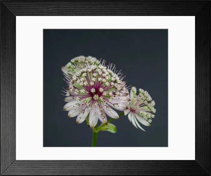 Framed Print : Fine art still life floral color macro portrait of a single isolated flowering stem of astrantia blossoms on gray Framed Print : Fine art still life floral color macro portrait of a single isolated flowering stem of astrantia blossoms on gray