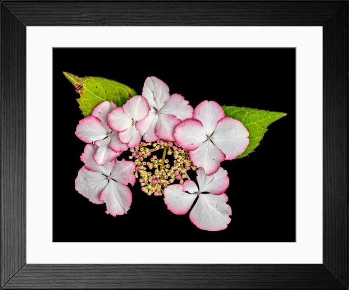Framed Print : Fine art still life floral macro of a flowering pink white hydrangea / hortensia blossom with petals Framed Print : Fine art still life floral macro of a flowering pink white hydrangea / hortensia blossom with petals