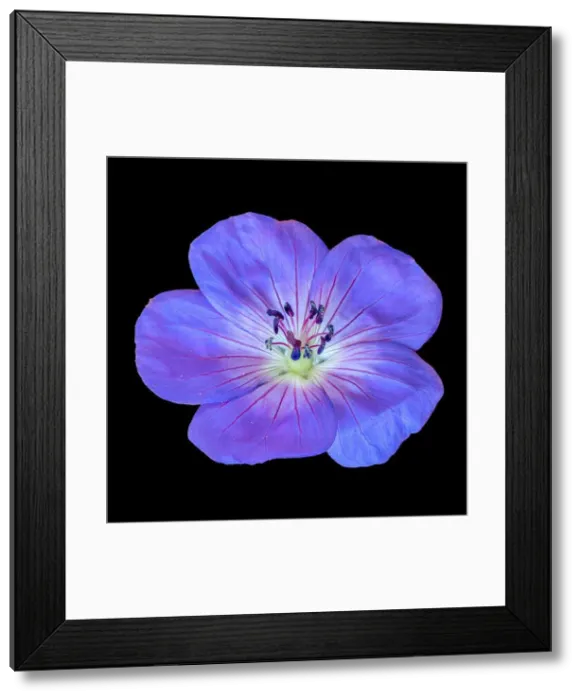 Framed Print : Fine art still life color floral image of a single isolated wide open blue violet blooming male geranium  /  cranesbill