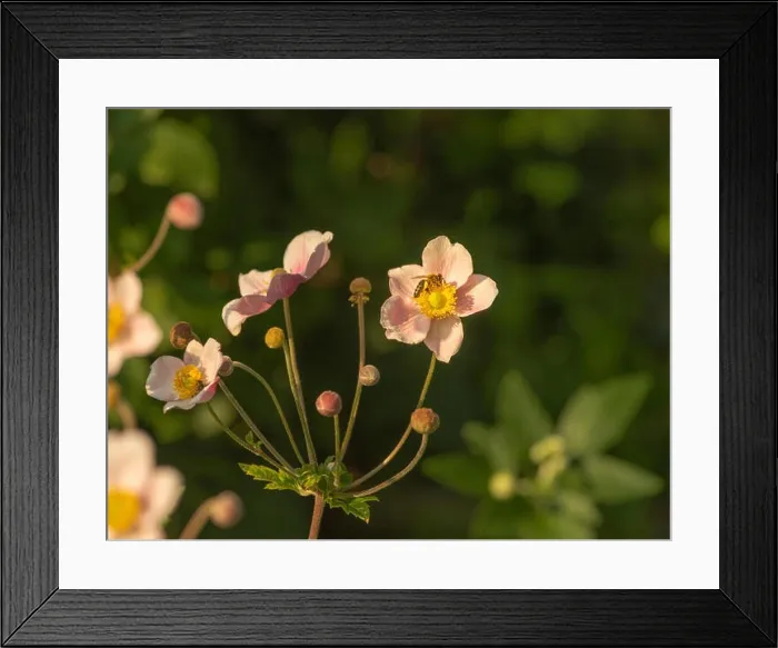 Framed Print : Warm color outdoor floral image of a blooming pink autumn anemone blossom Framed Print : Warm color outdoor floral image of a blooming pink autumn anemone blossom