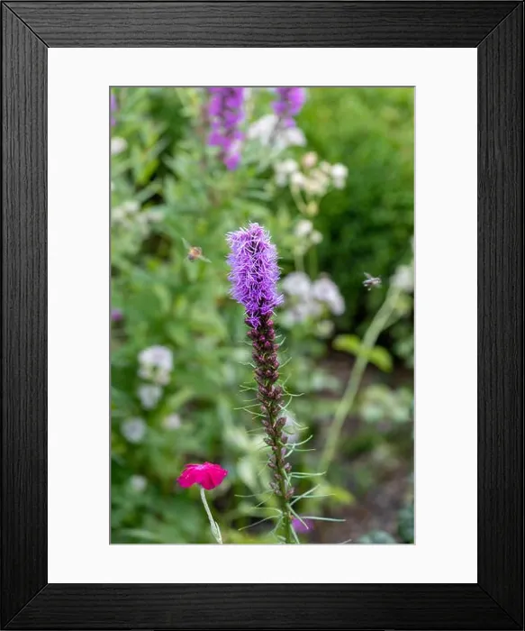 Framed Print : Color outdoor nature image of a single violet liatris / blazing star blossom Framed Print : Color outdoor nature image of a single violet liatris / blazing star blossom