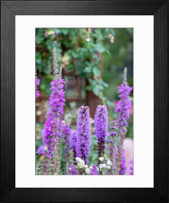Framed Print : Color outdoor nature image of violet liatris / blazing star blossoms on natural garden meadow background taken on a Framed Print : Color outdoor nature image of violet liatris / blazing star blossoms on natural garden meadow background taken on a