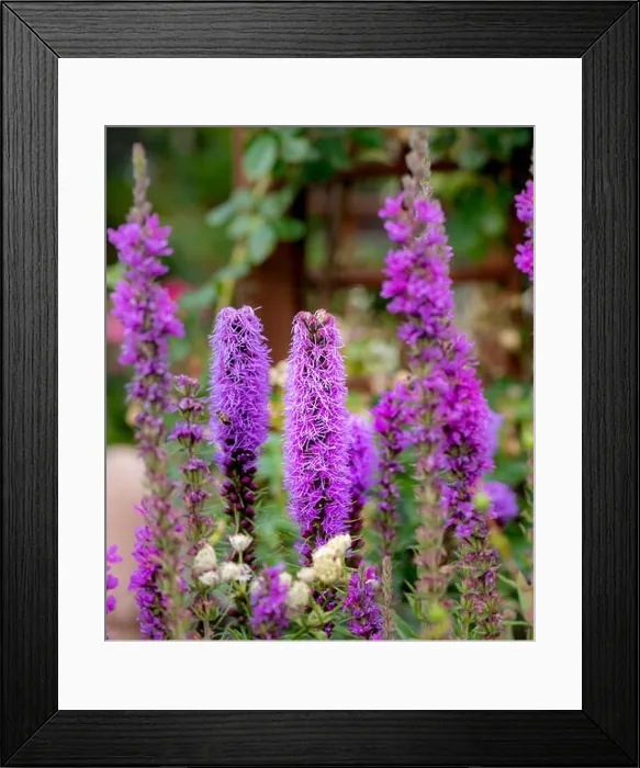 Framed Print : Color outdoor nature image of violet pink liatris / blazing star blossoms on natural garden meadow background taken Framed Print : Color outdoor nature image of violet pink liatris / blazing star blossoms on natural garden meadow background taken