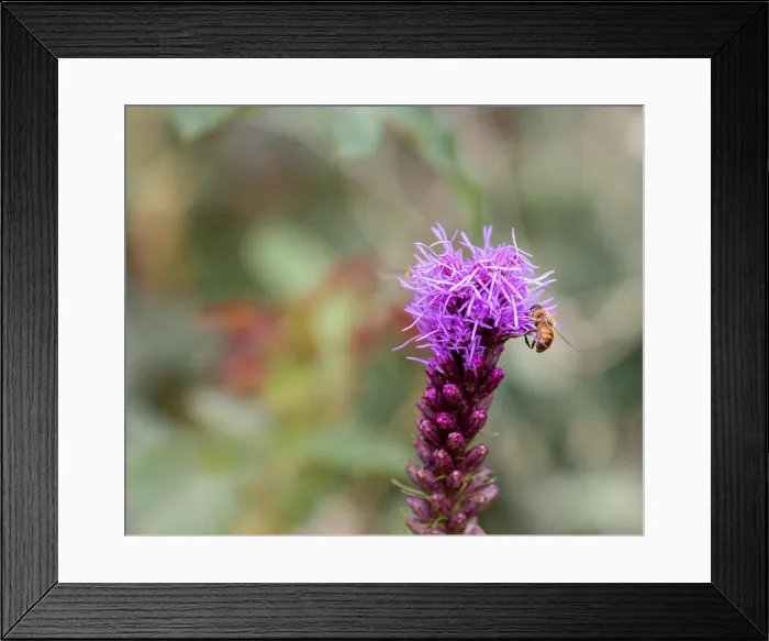 Framed Print : Color outdoor nature image of a single isolated violet liatris / blazing star blossom with a bee full of pollen Framed Print : Color outdoor nature image of a single isolated violet liatris / blazing star blossom with a bee full of pollen
