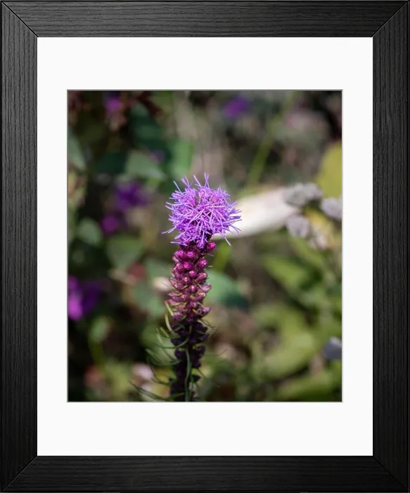 Framed Print : Color outdoor nature image of a single isolated violet liatris / blazing star blossom Framed Print : Color outdoor nature image of a single isolated violet liatris / blazing star blossom