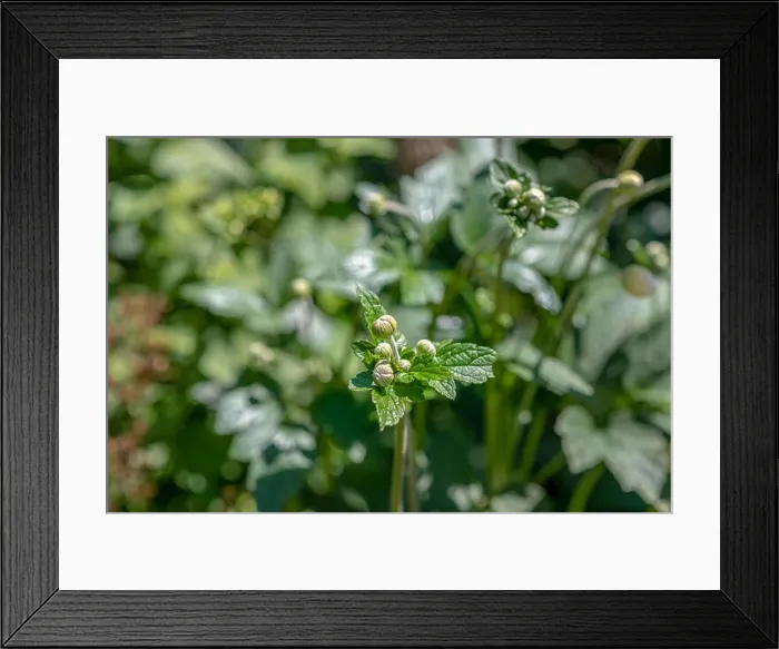 Framed Print : Color outdoor floral image of buds of an autumn anemone on a sunny summer day with natural blurred garden background Framed Print : Color outdoor floral image of buds of an autumn anemone on a sunny summer day with natural blurred garden background