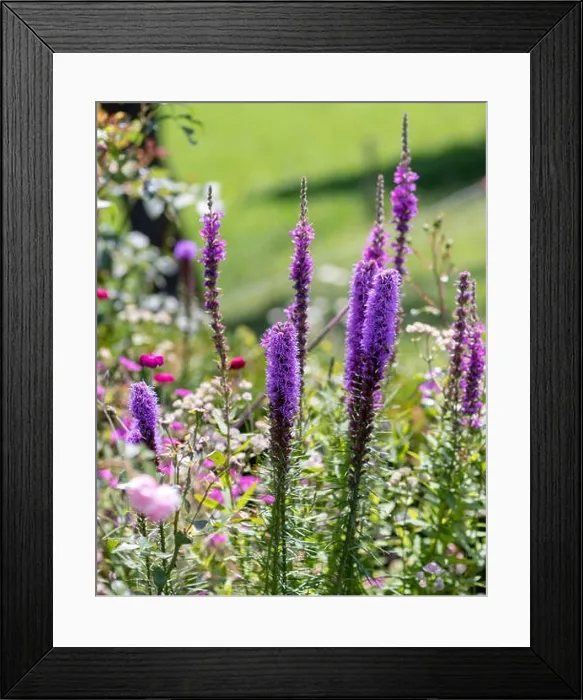 Framed Print : Color outdoor nature image of violet liatris / blazing star blossoms on natural garden meadow background taken on a Framed Print : Color outdoor nature image of violet liatris / blazing star blossoms on natural garden meadow background taken on a