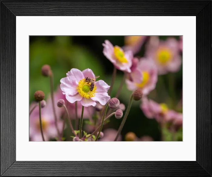 Framed Print : Warm color outdoor floral image of a blooming pink autumn anemone blossom Framed Print : Warm color outdoor floral image of a blooming pink autumn anemone blossom