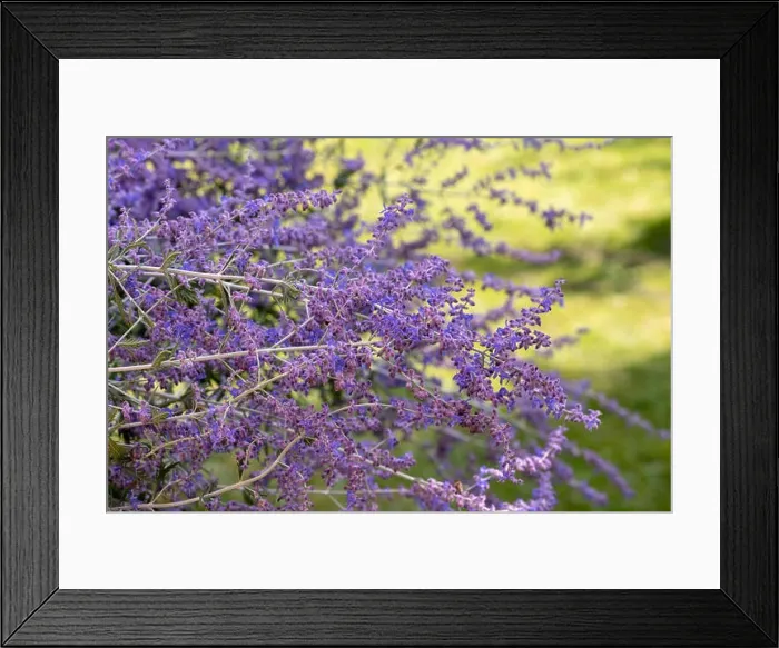 Framed Print : Color outdoor floral image of a blooming perovskia / russian sage / blue spire shrub taken on a sunny summer day with Framed Print : Color outdoor floral image of a blooming perovskia / russian sage / blue spire shrub taken on a sunny summer day with